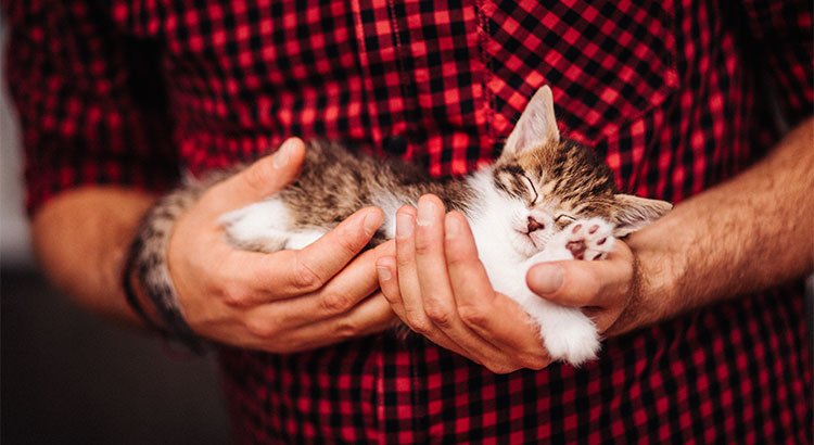 Selling Your Home? Is Your Listing ‘Pet-Friendly’? | Simplifying The Market