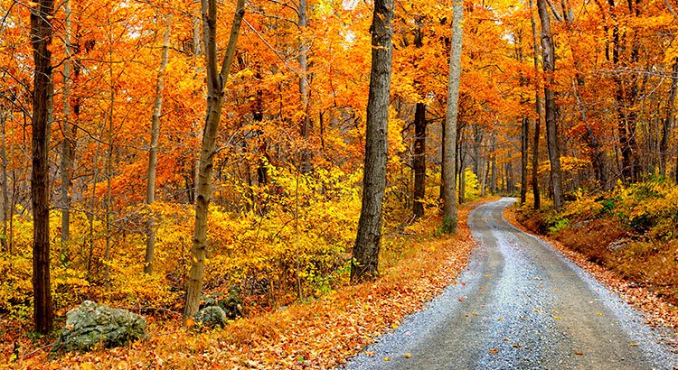 4 Reasons to Buy a Home This Fall! | Simplifying The Market